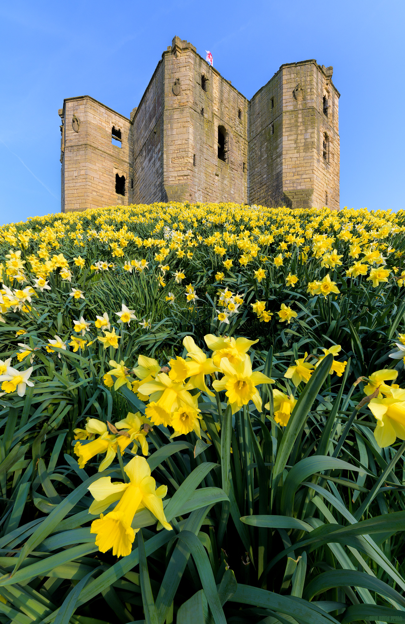 Daffodil Hill