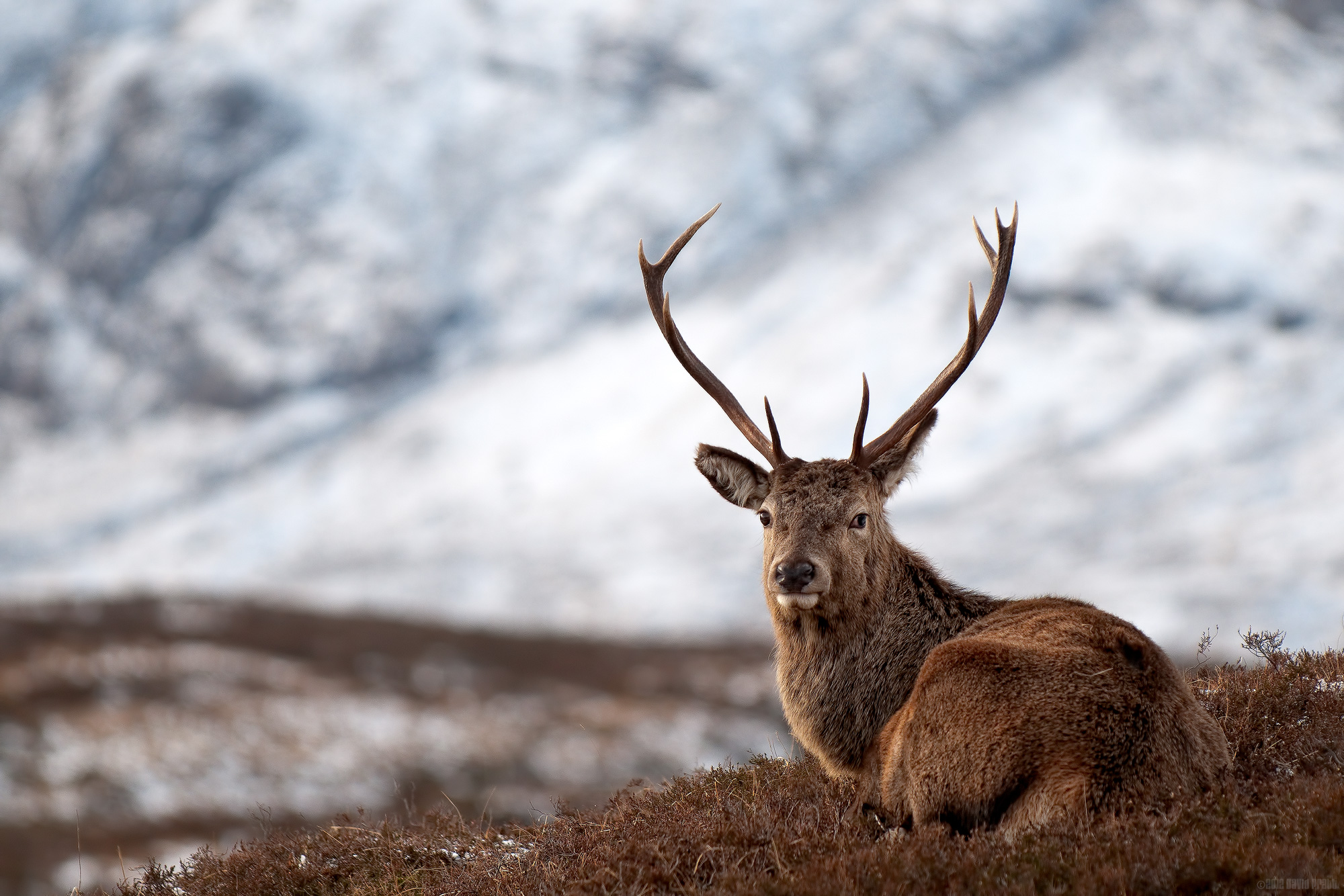 A Seat Above The Snow