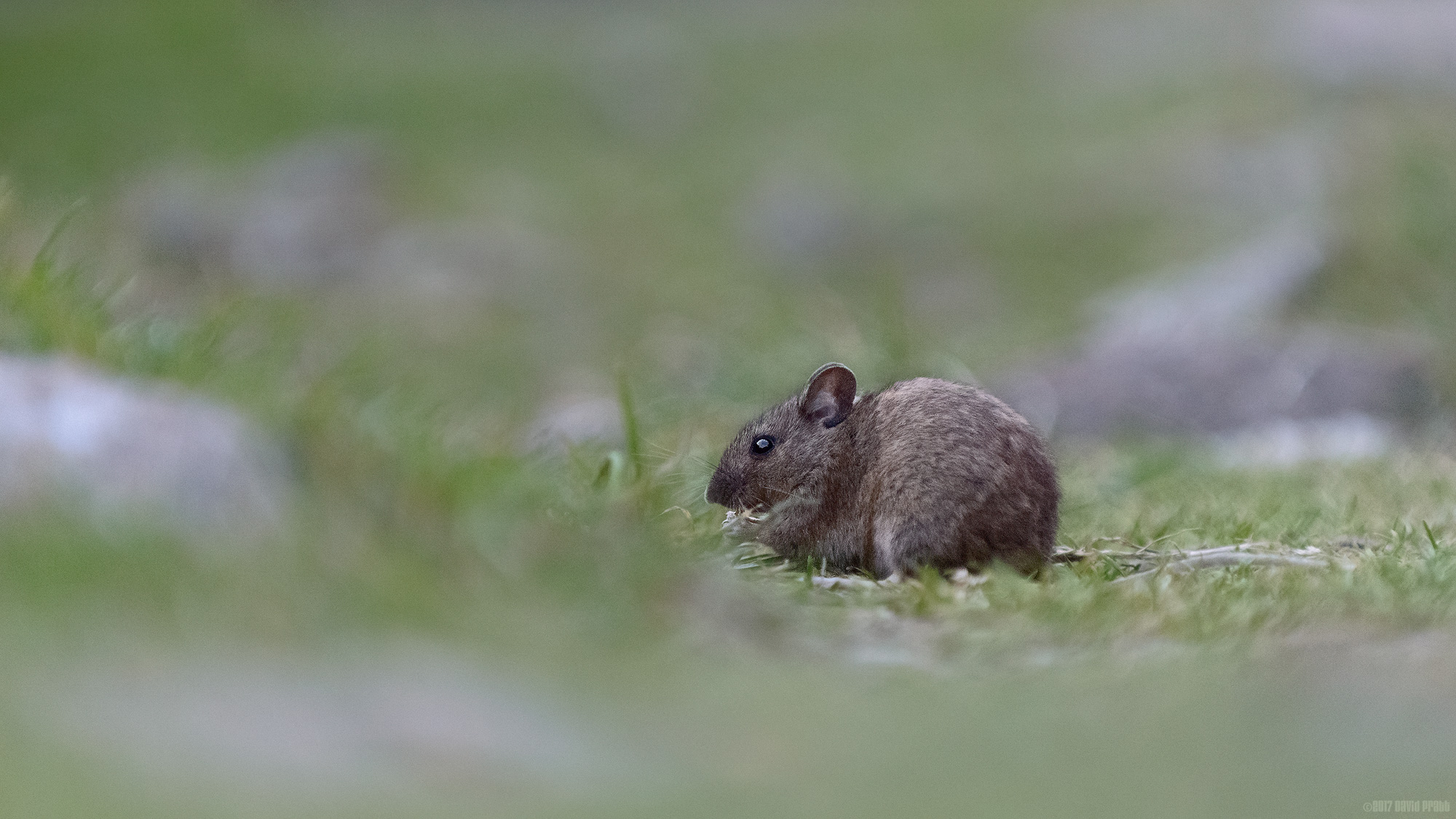 Life On The Ground [1]