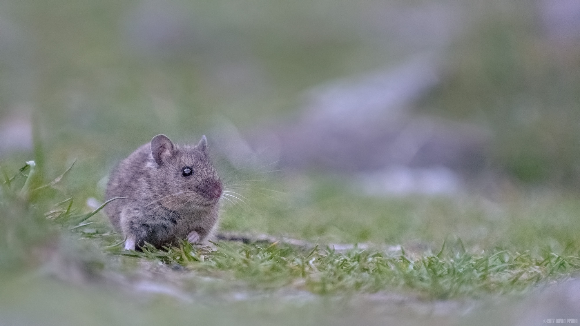 Life On The Ground [2]