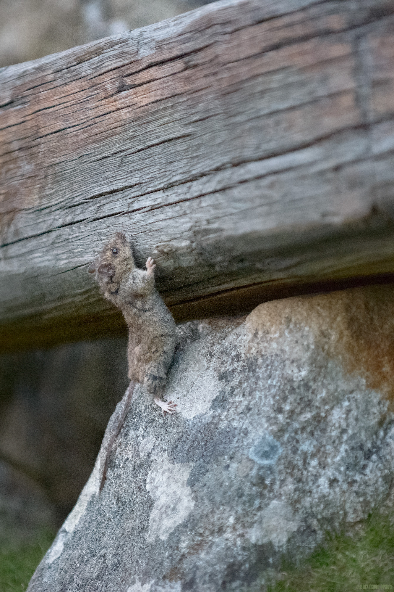 How Do I Get Up There Then?