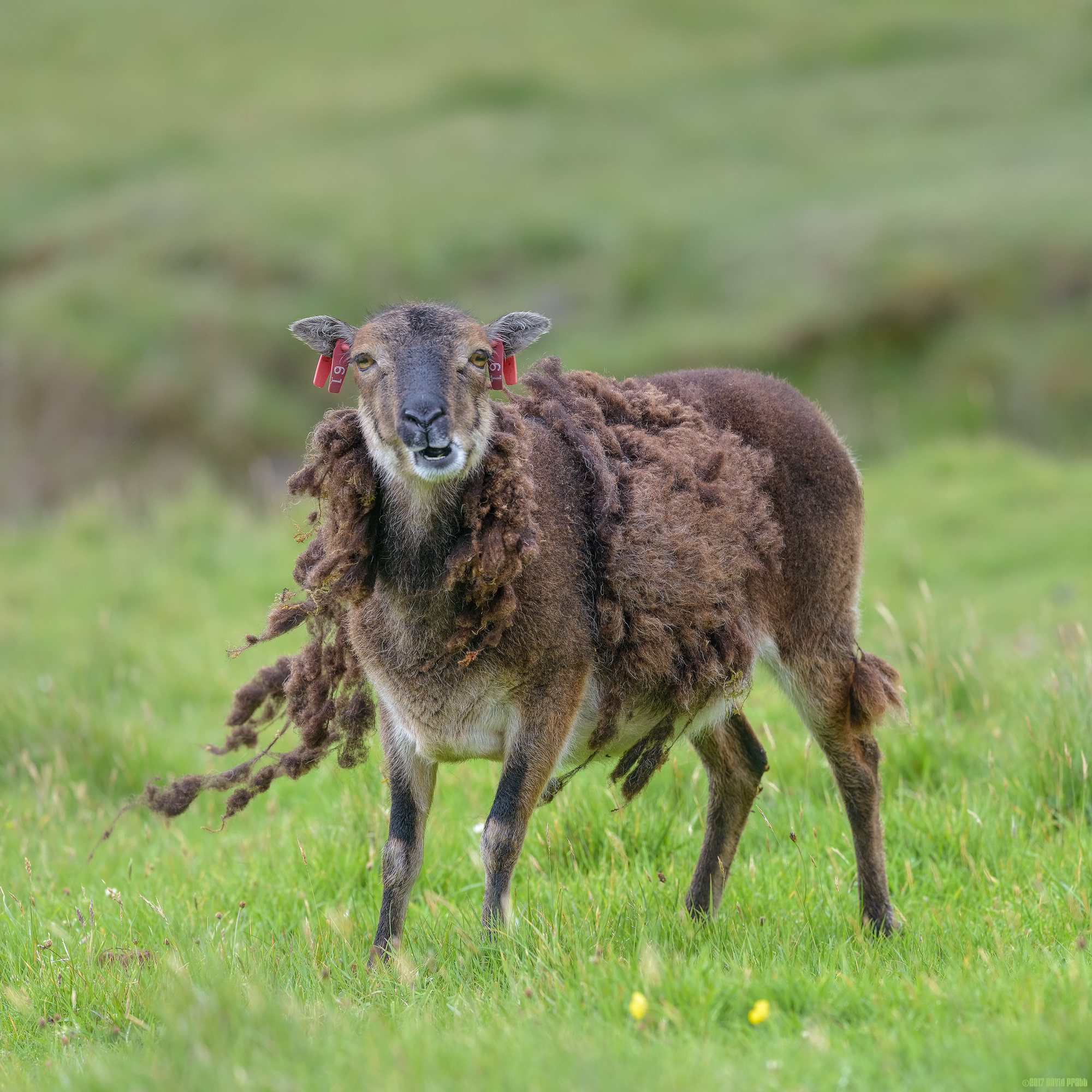 Are You Sure This Isn't How They Wear It In Paris?