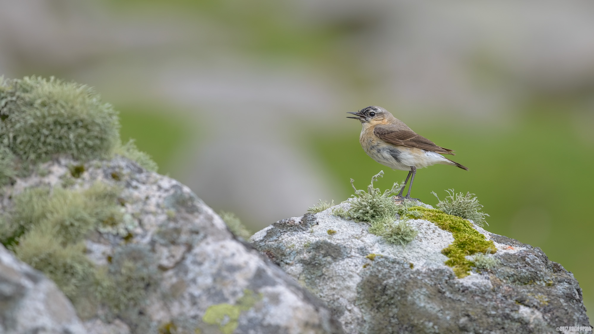 Wheatear In Song
