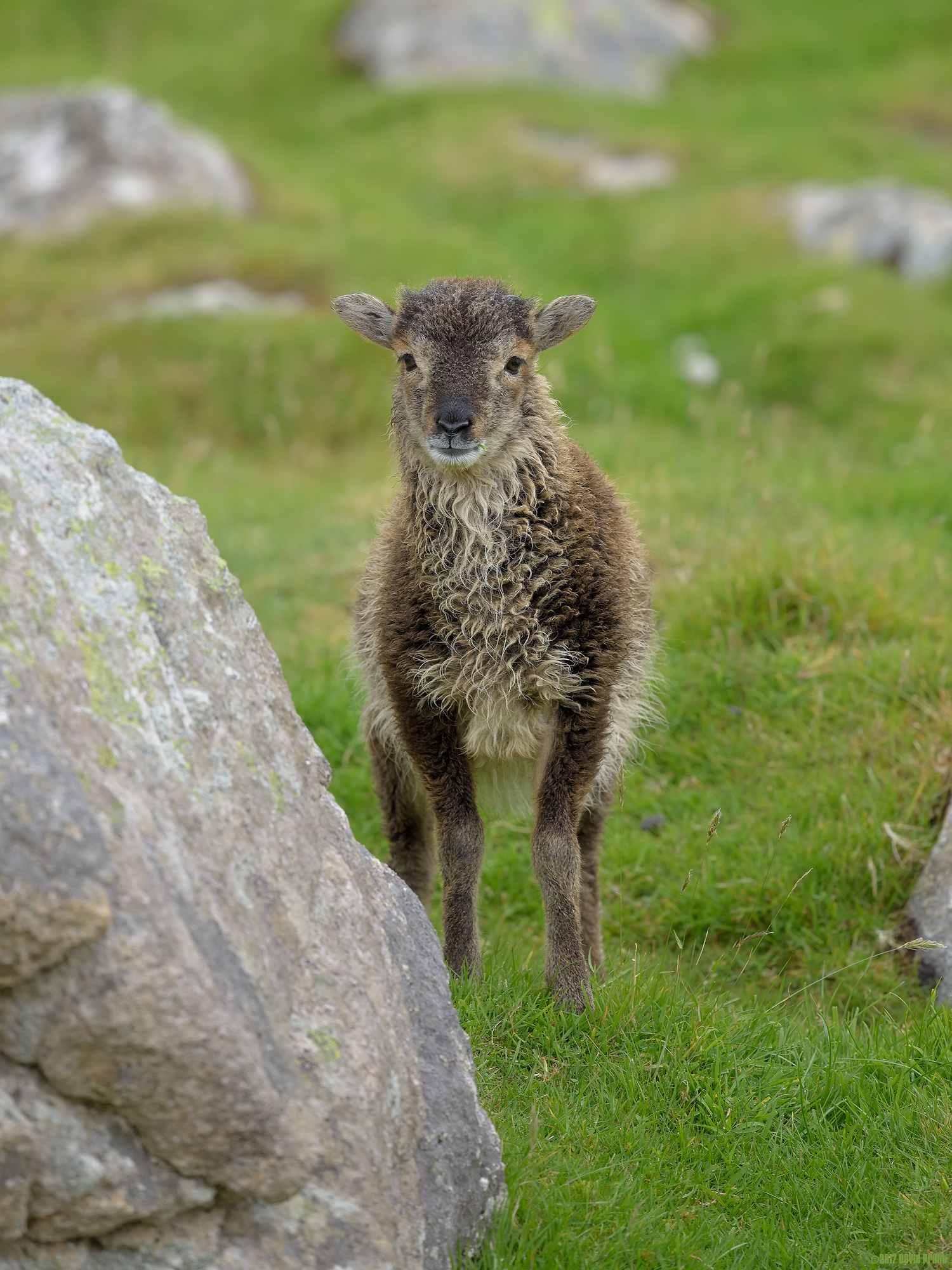 Why Are You On My Island?