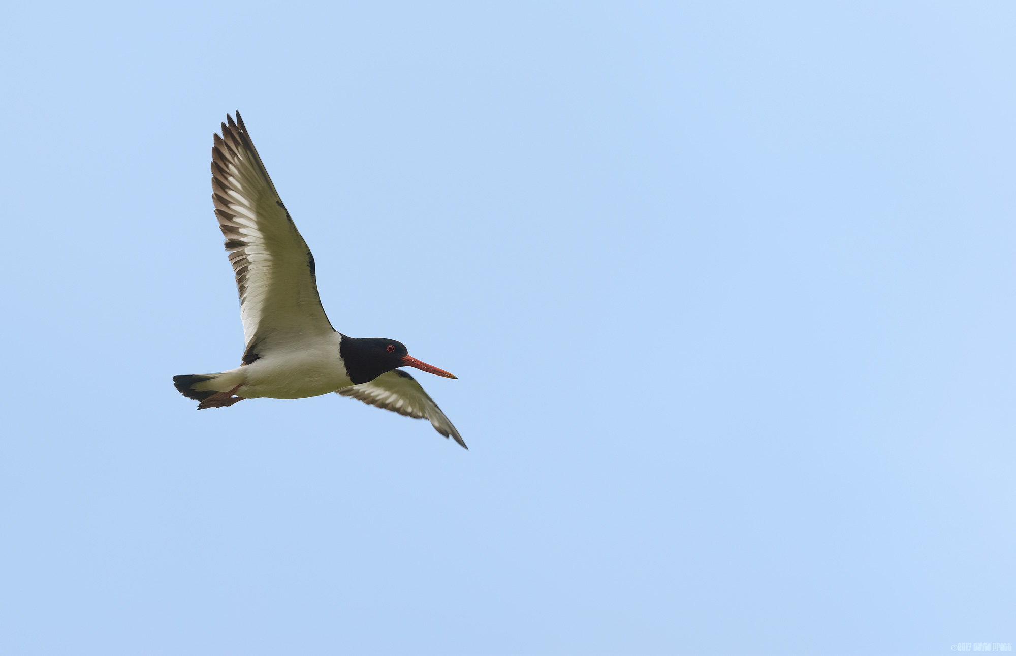 Oystercatcher Over Hirta