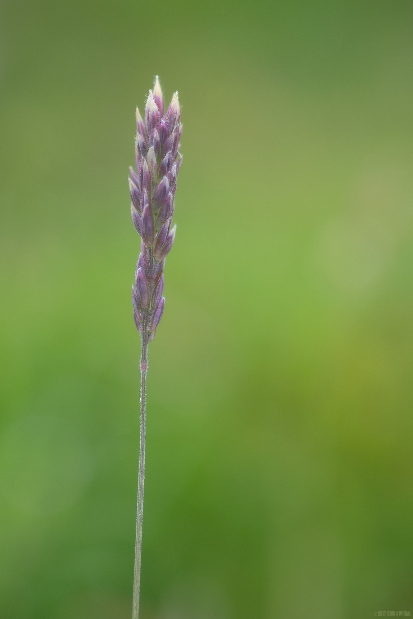 Wild Grass