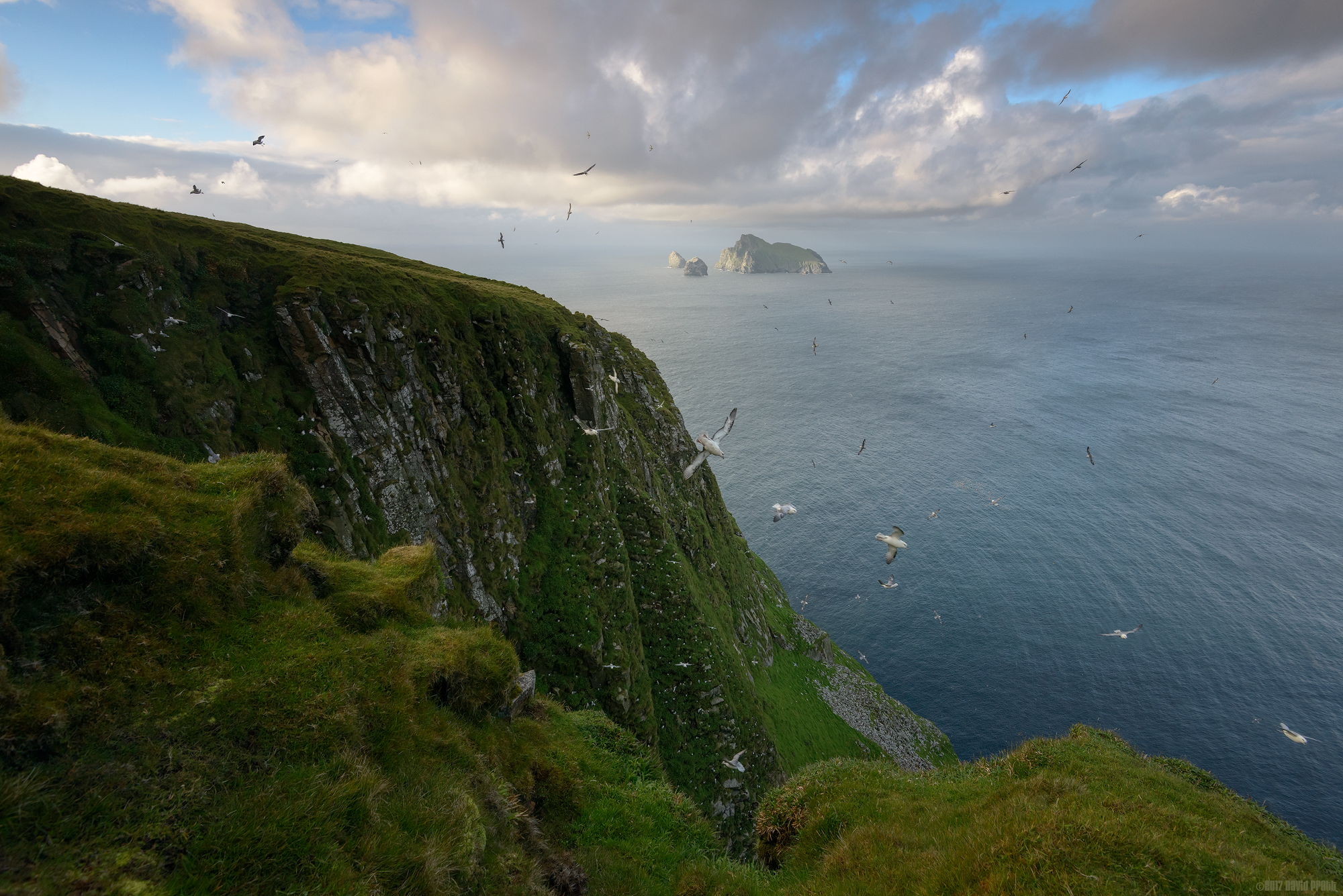 Fulmar Frenzy