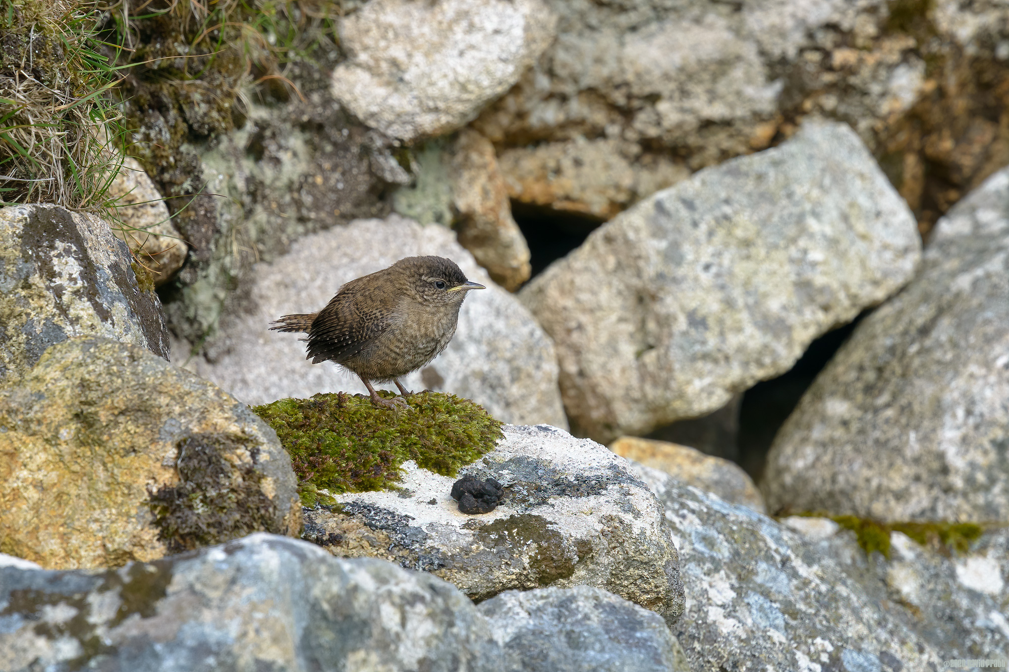 Wren On A Mossy Rock