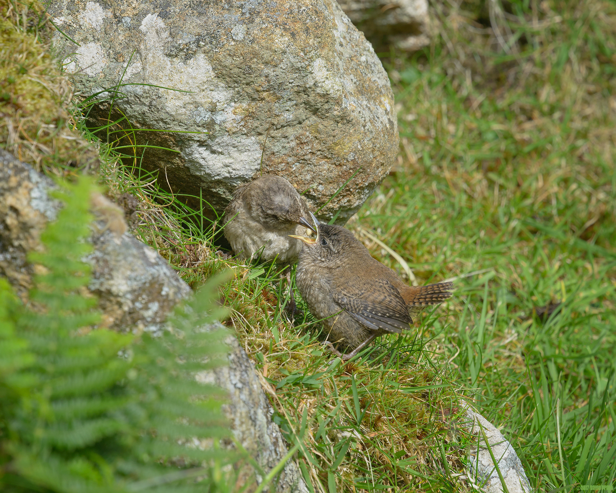 Fresh Spider For Lunch