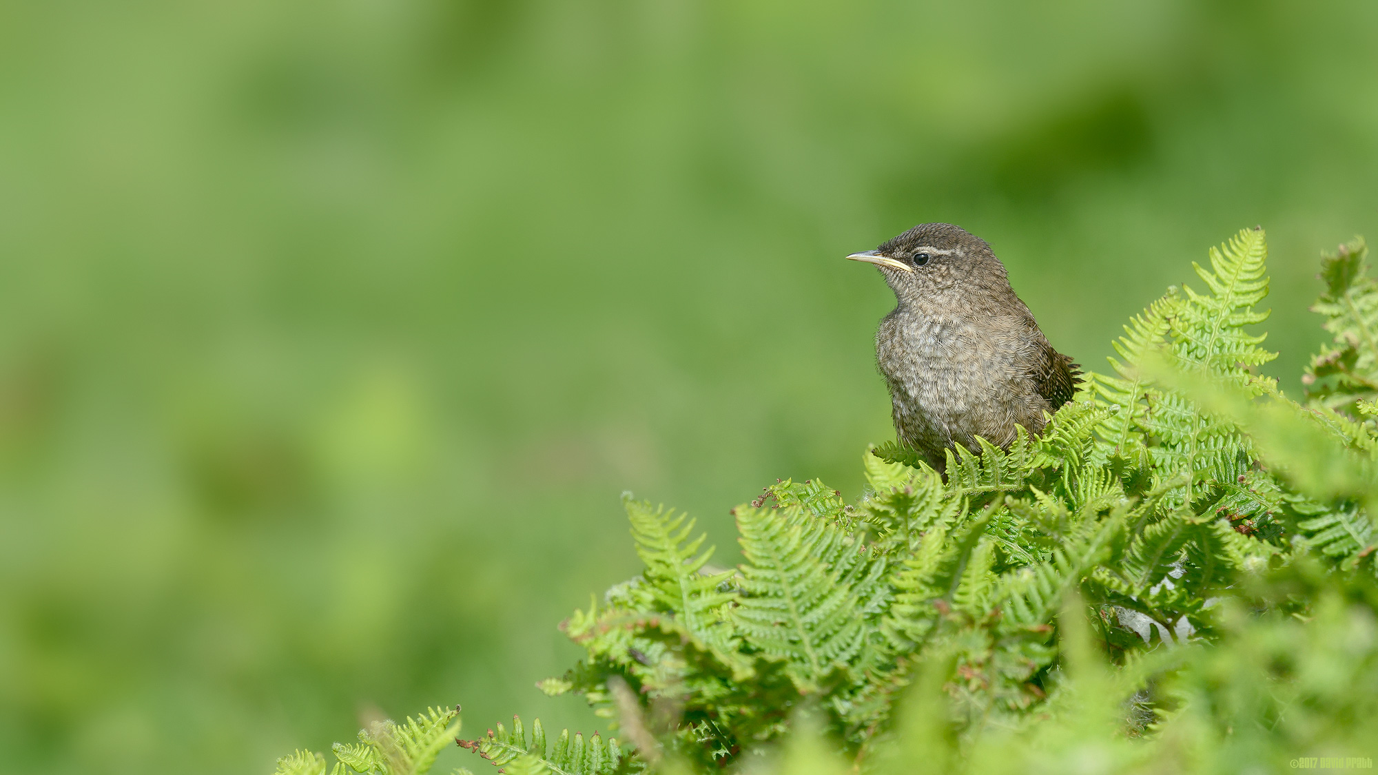 St Kilda Wren
