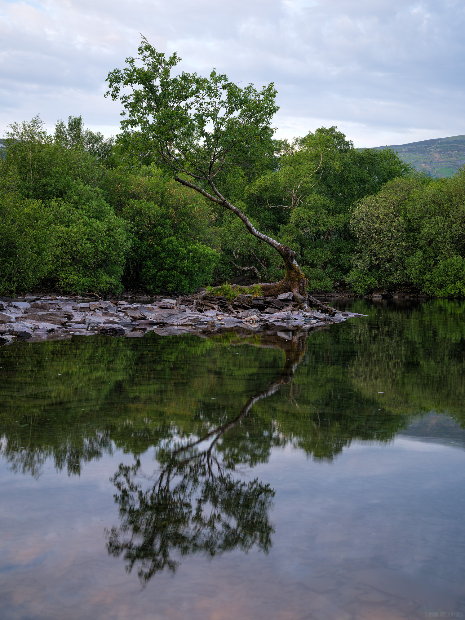 The Other Side Of The Lone Tree