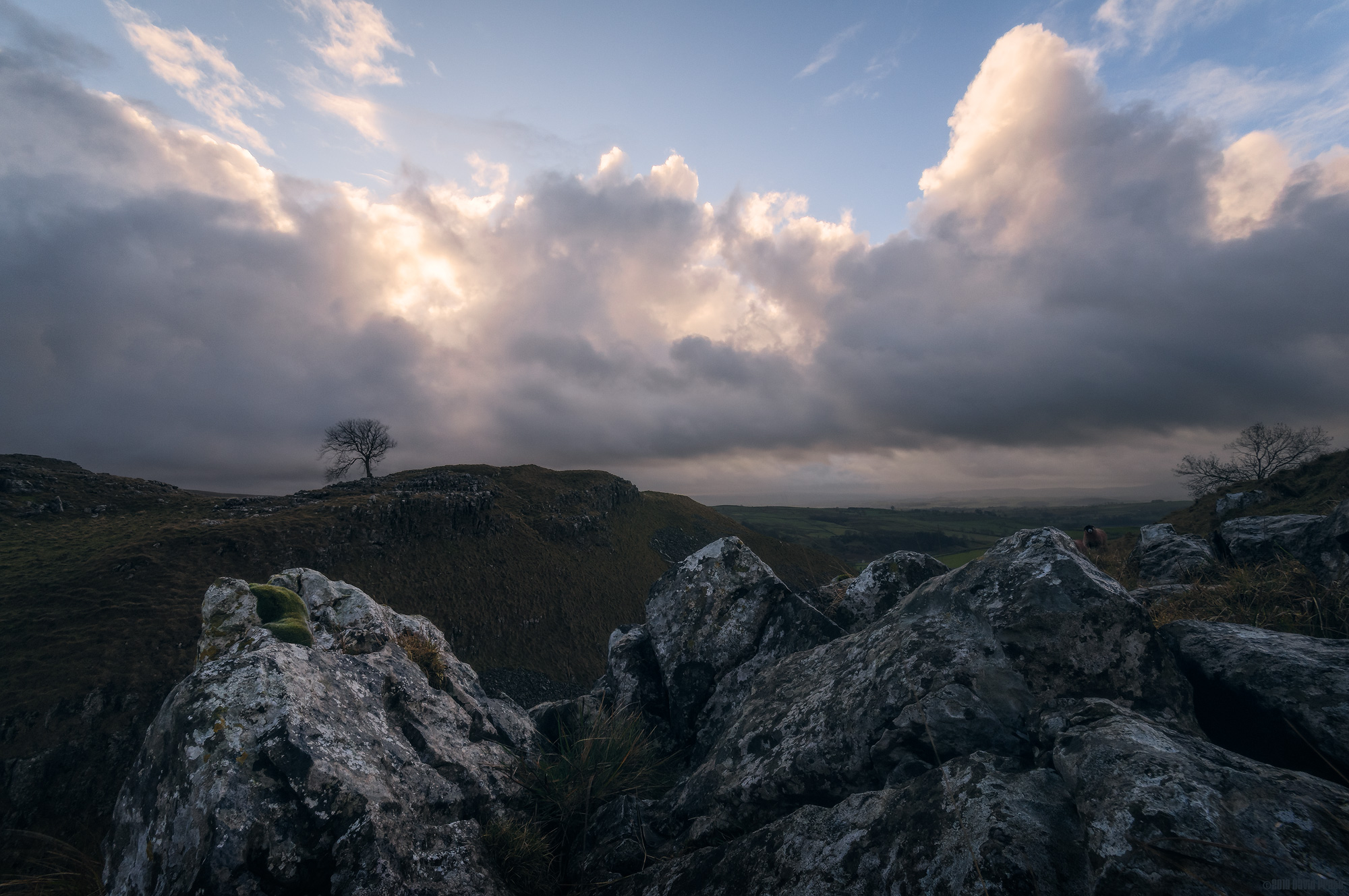 A Tree In Malham