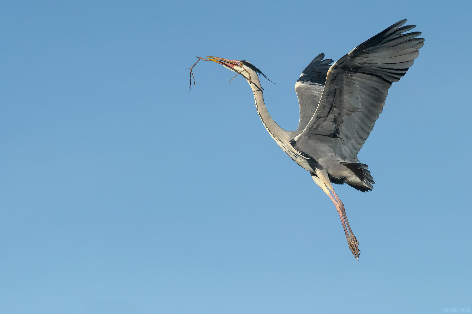 One Branch At A Time