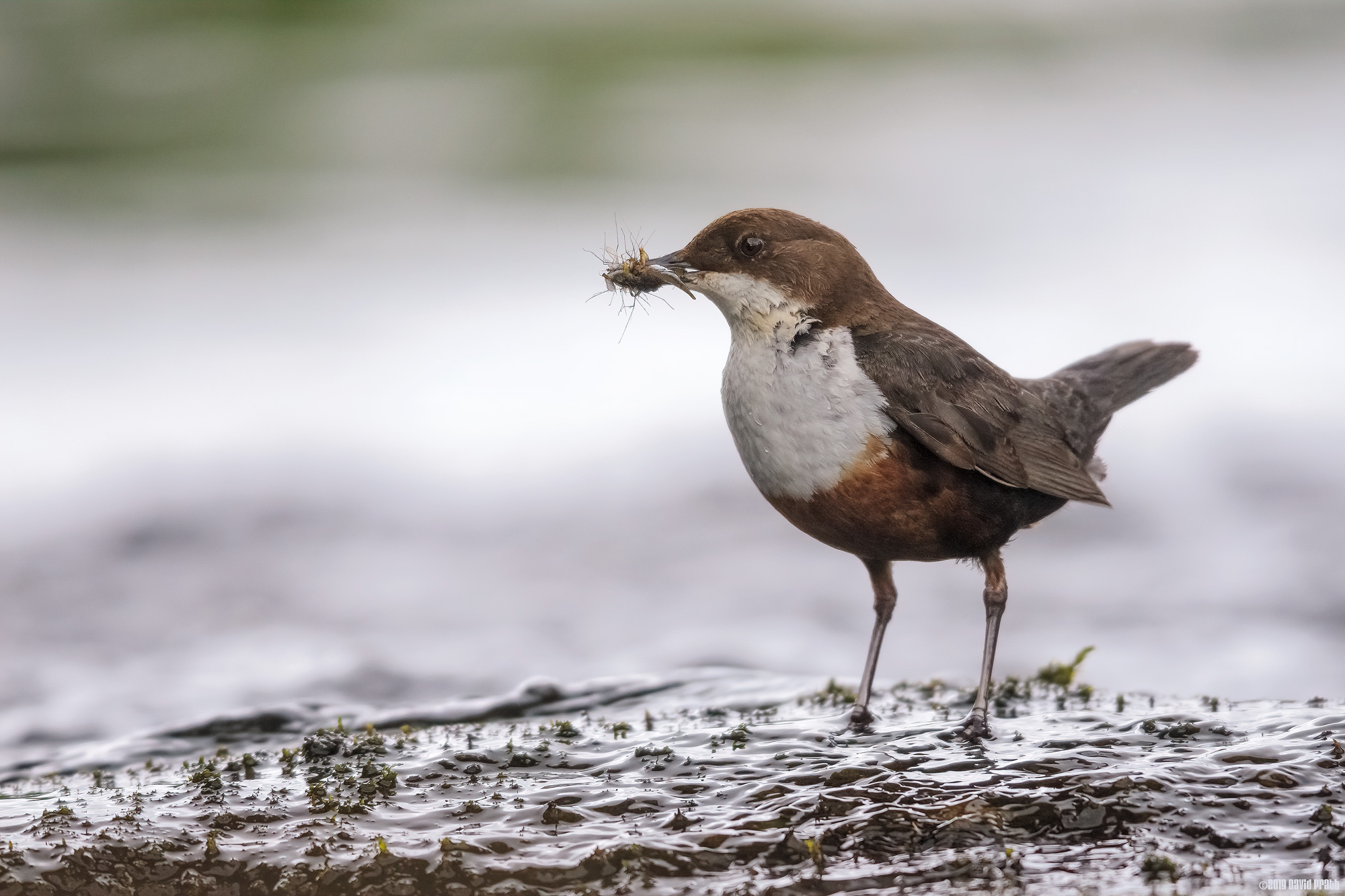Yorkshire Dipper