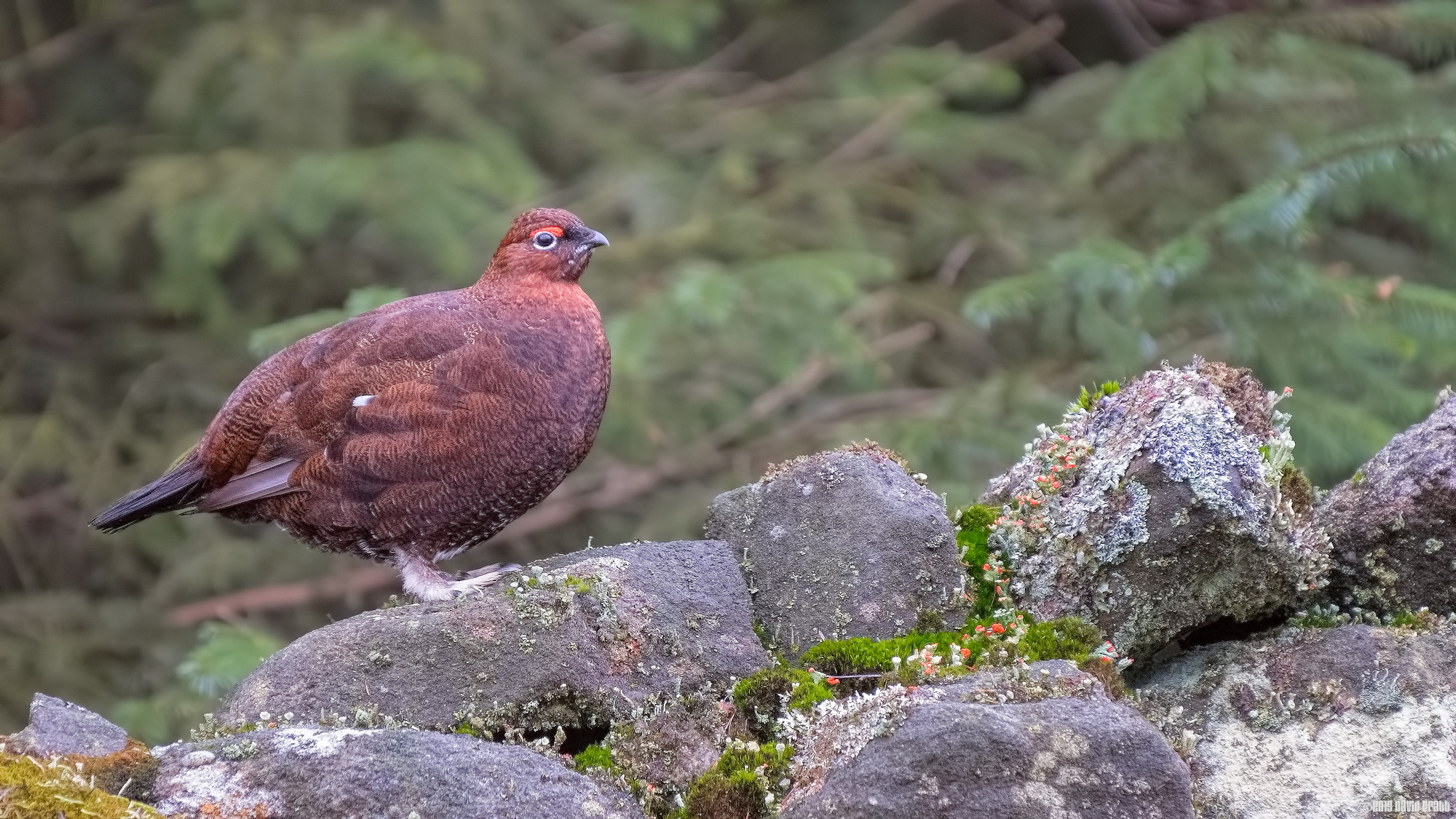 Yorkshire Grouse