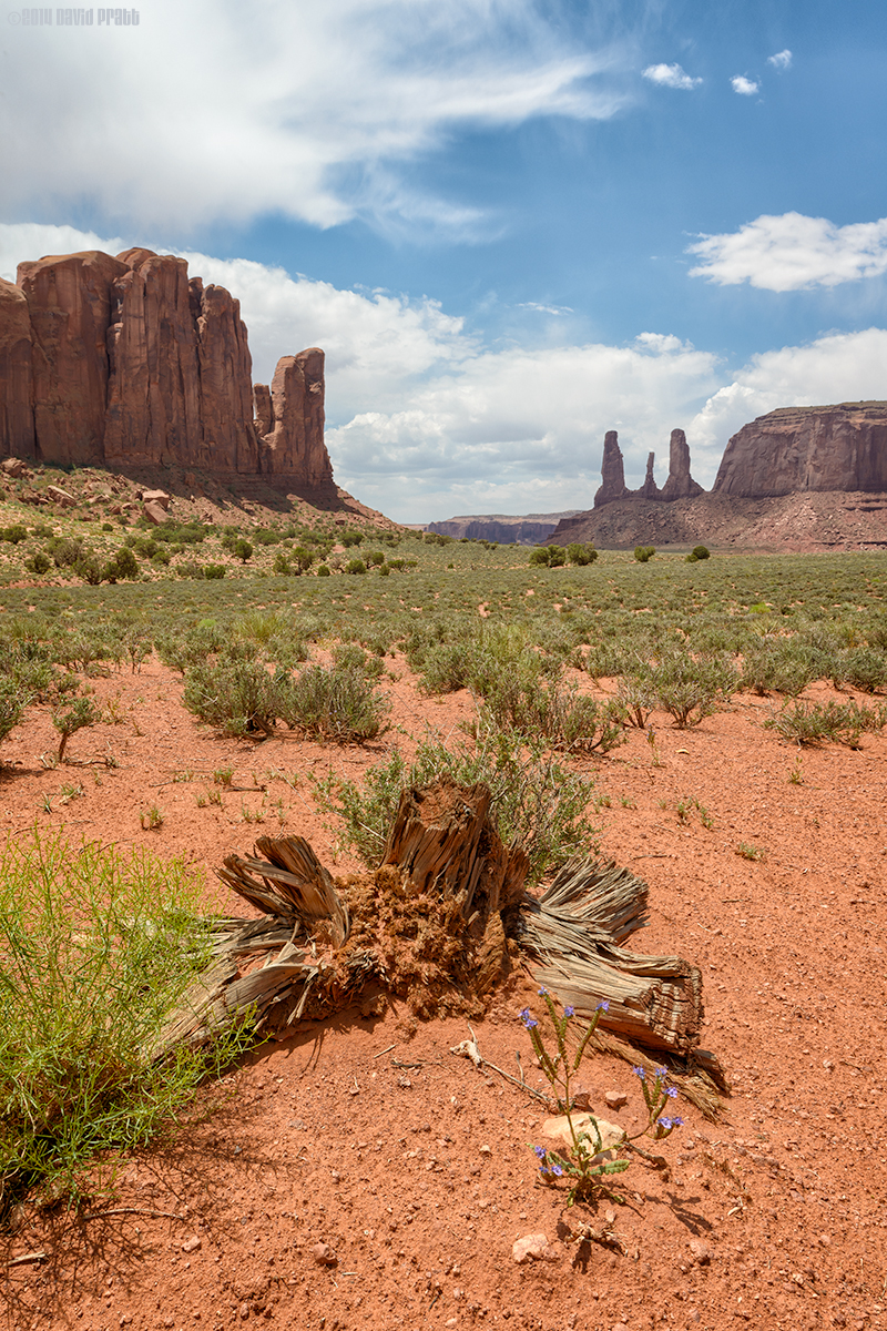 Blooming In The Dry Desert