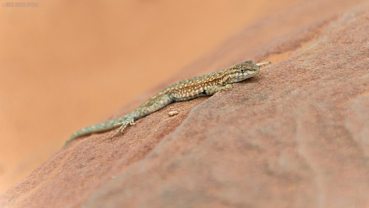 Lizard On A Rock