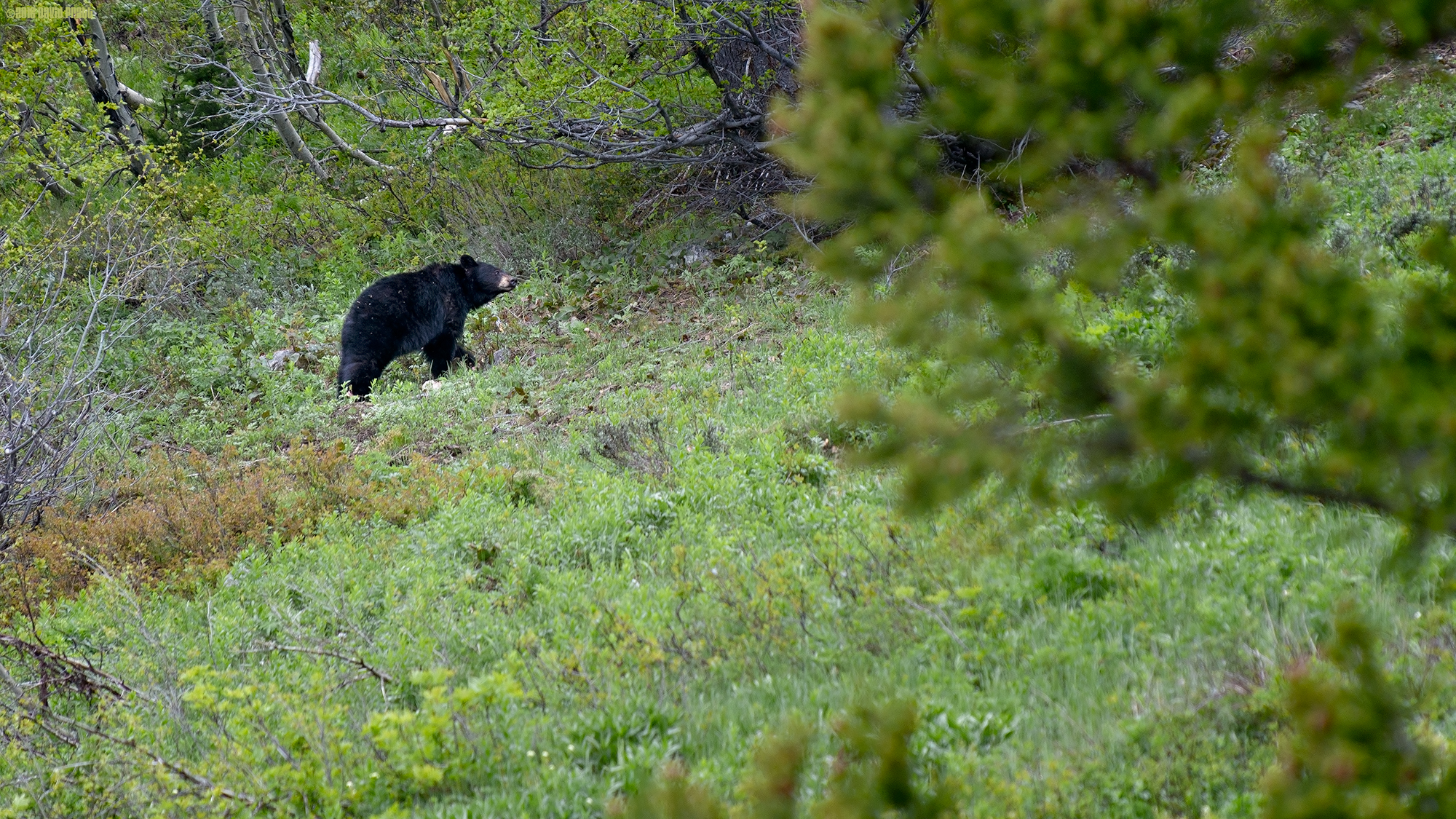 American Black Bear