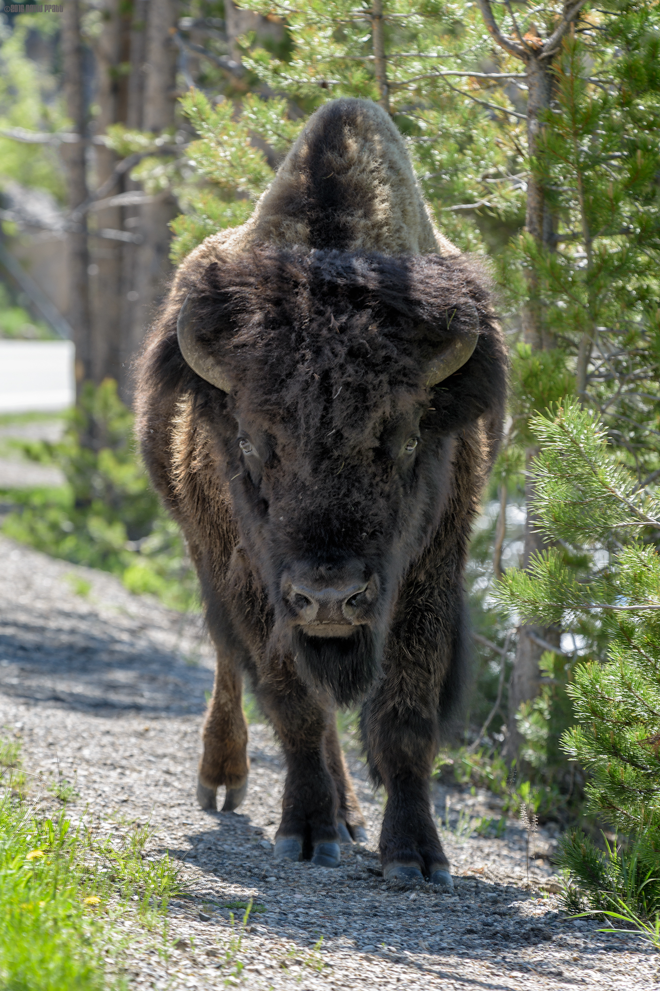 Bison