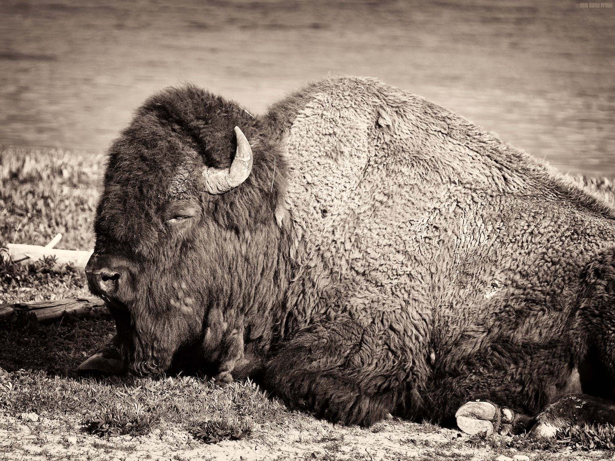 Yellowstone Bison