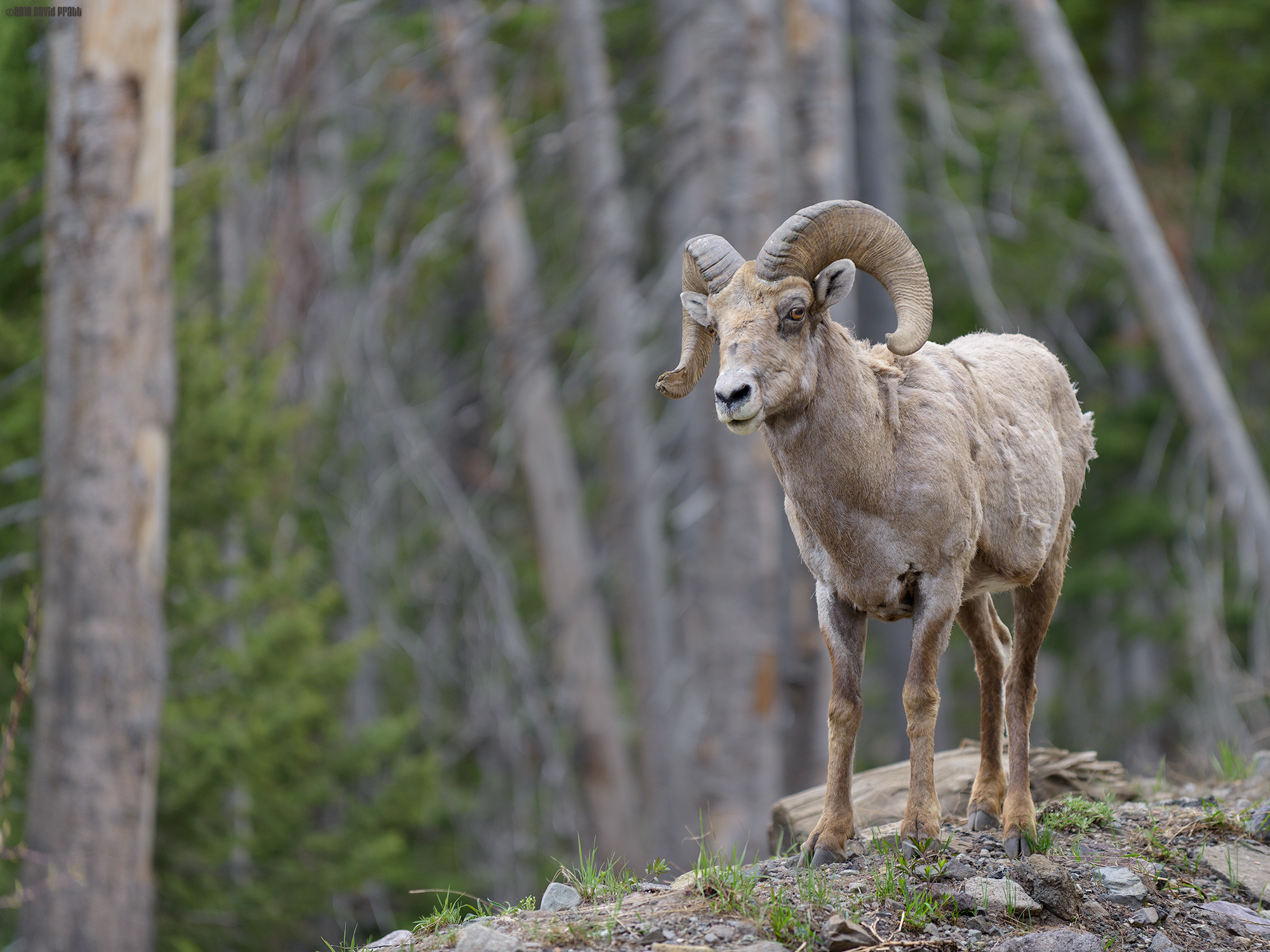 Bighorn Sheep
