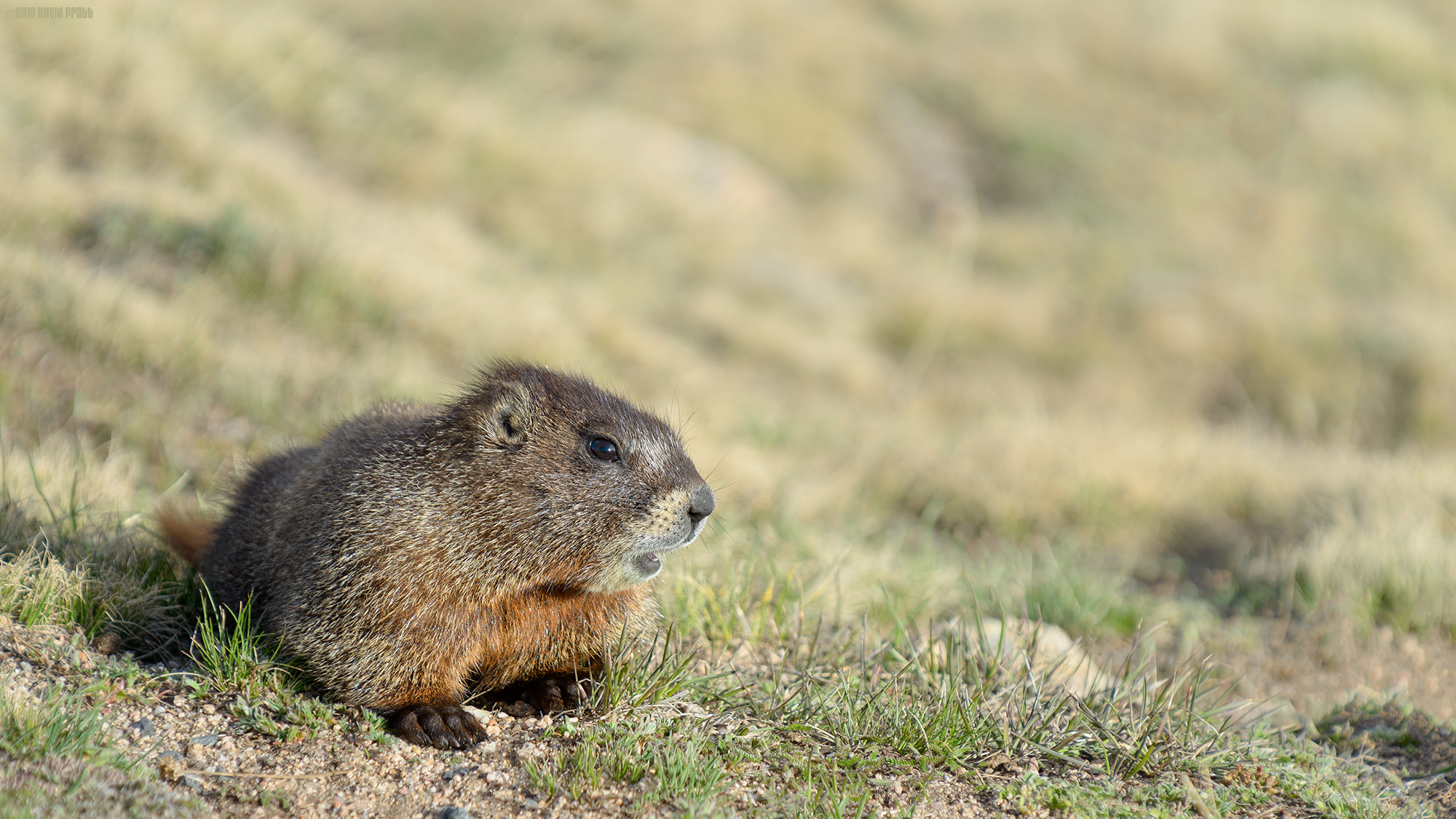 Yellow-bellied Marmot