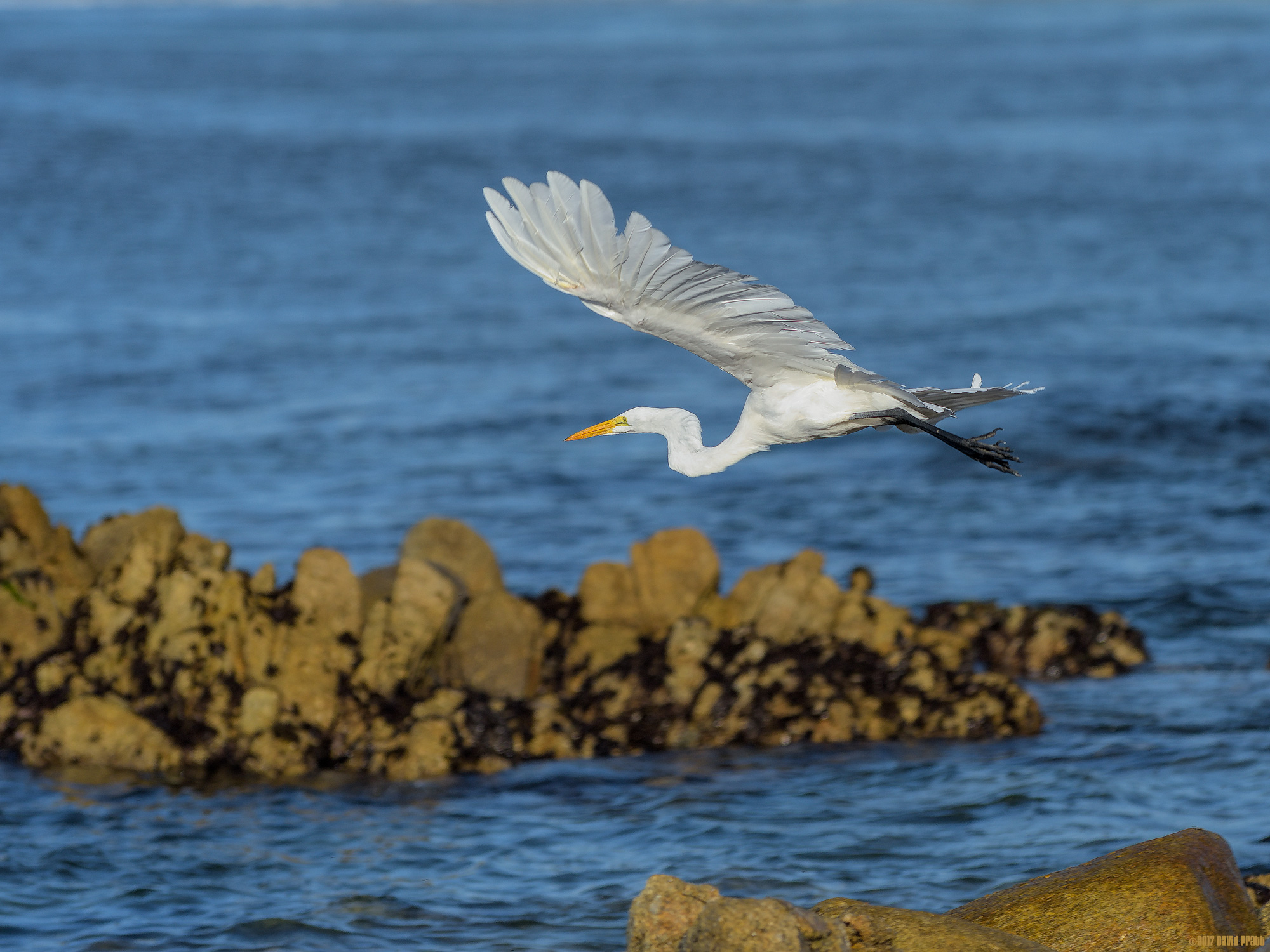 Great White Egret