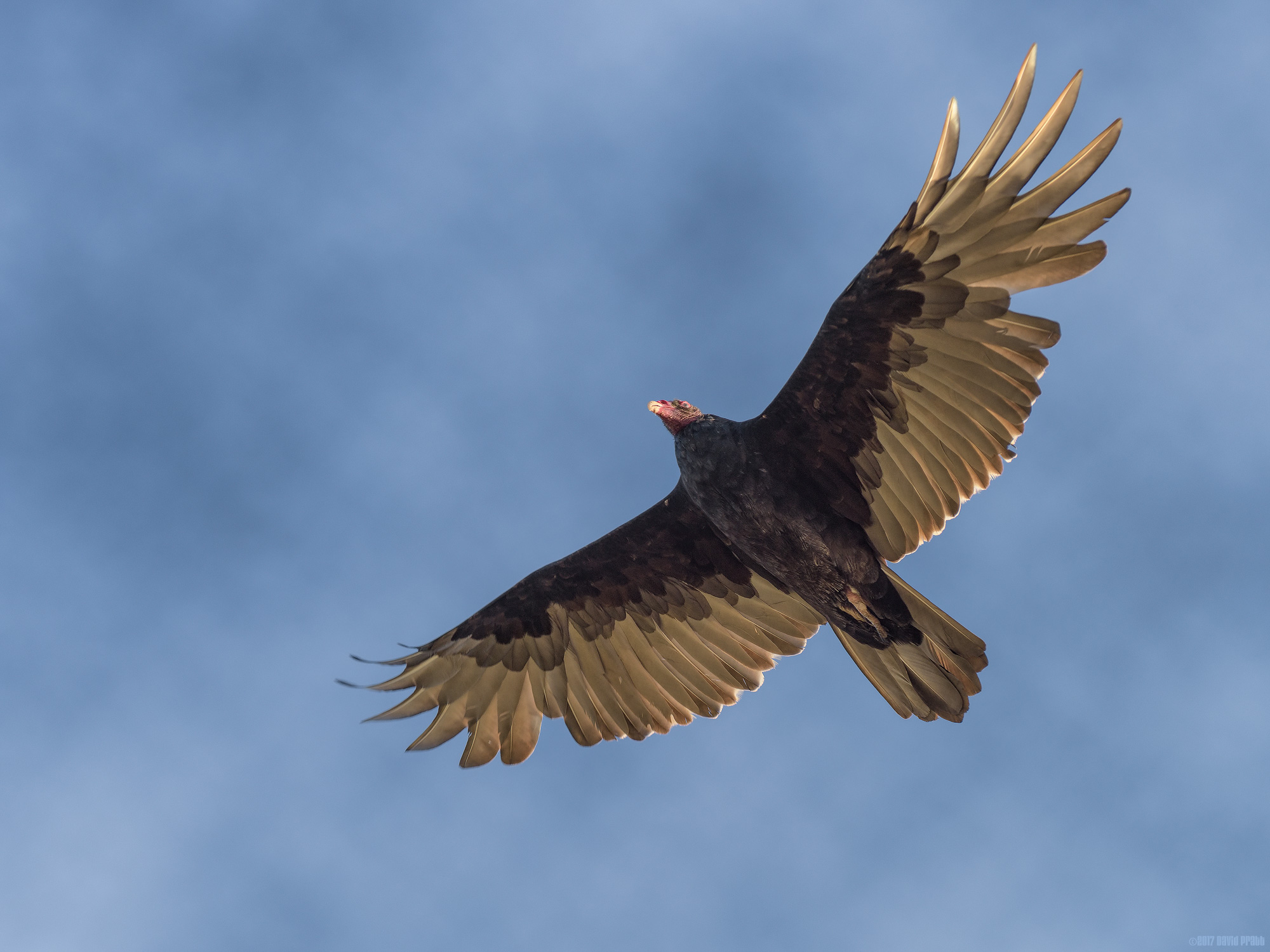 Turkey Vulture