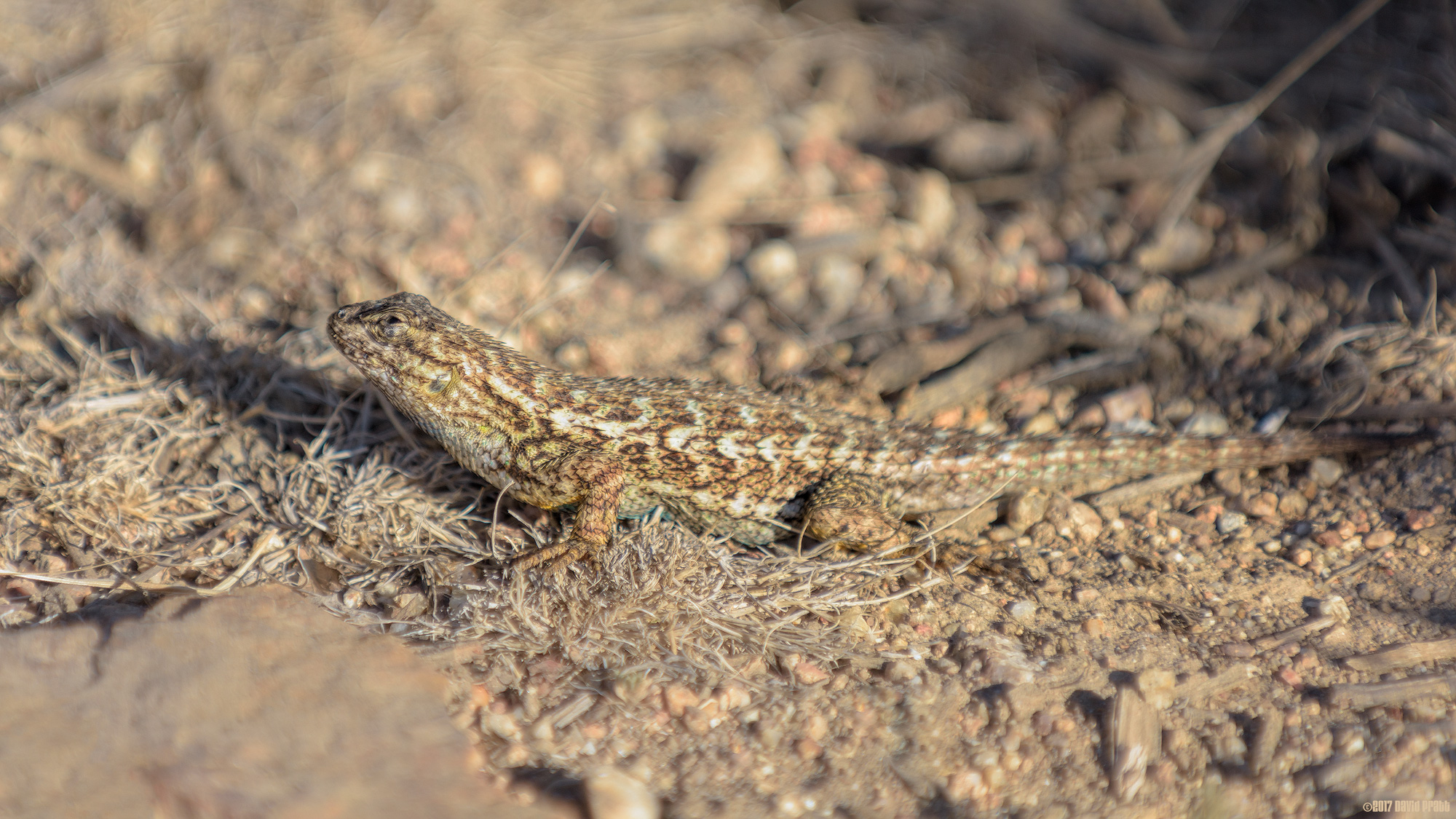 Western Fence Lizard