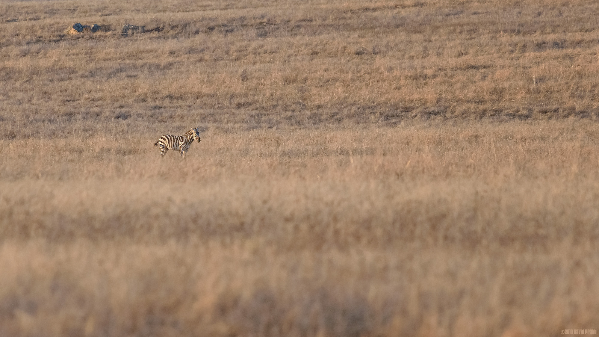 Separated From The Herd