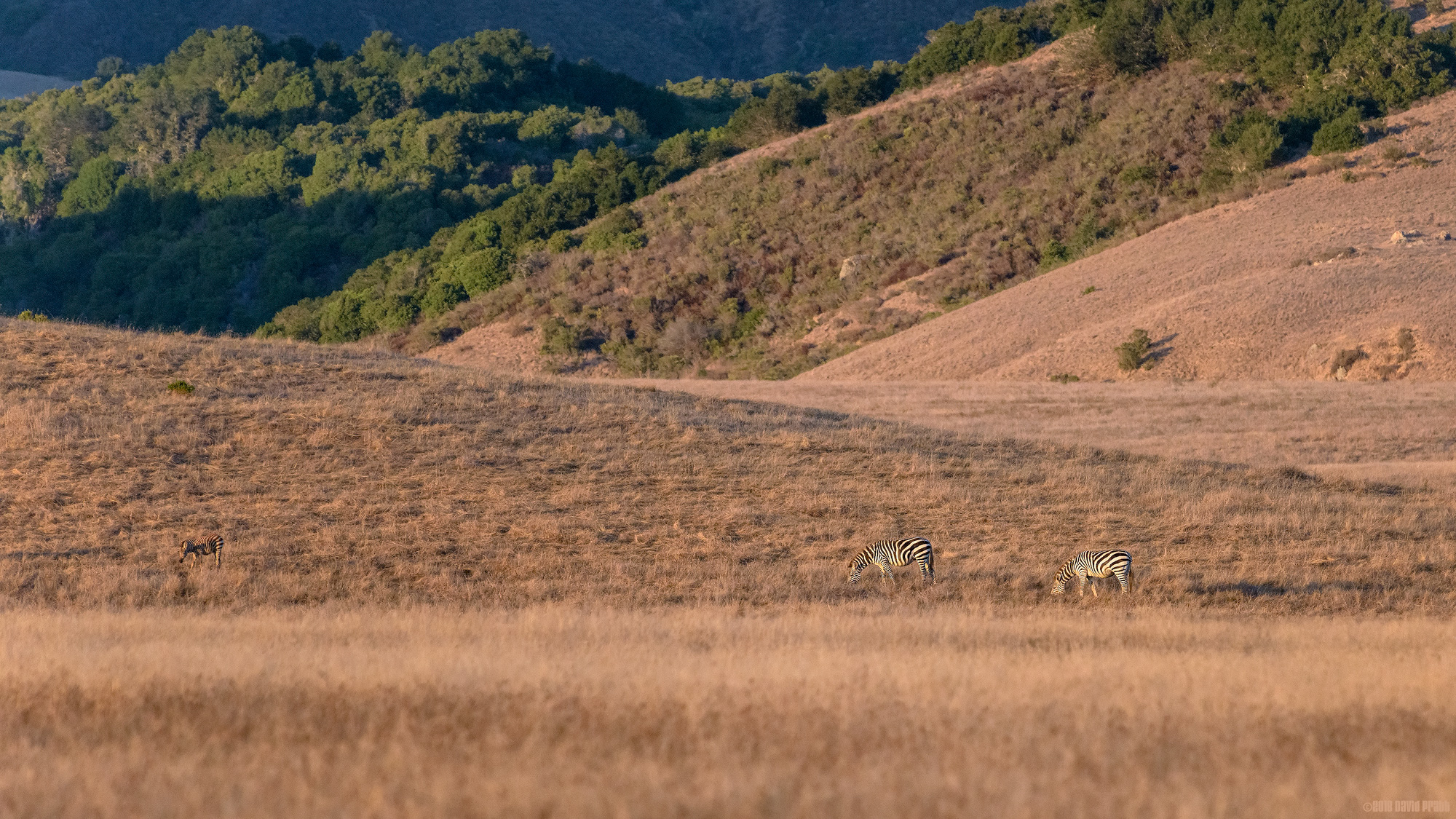 Wild Zebra In The Setting Sun