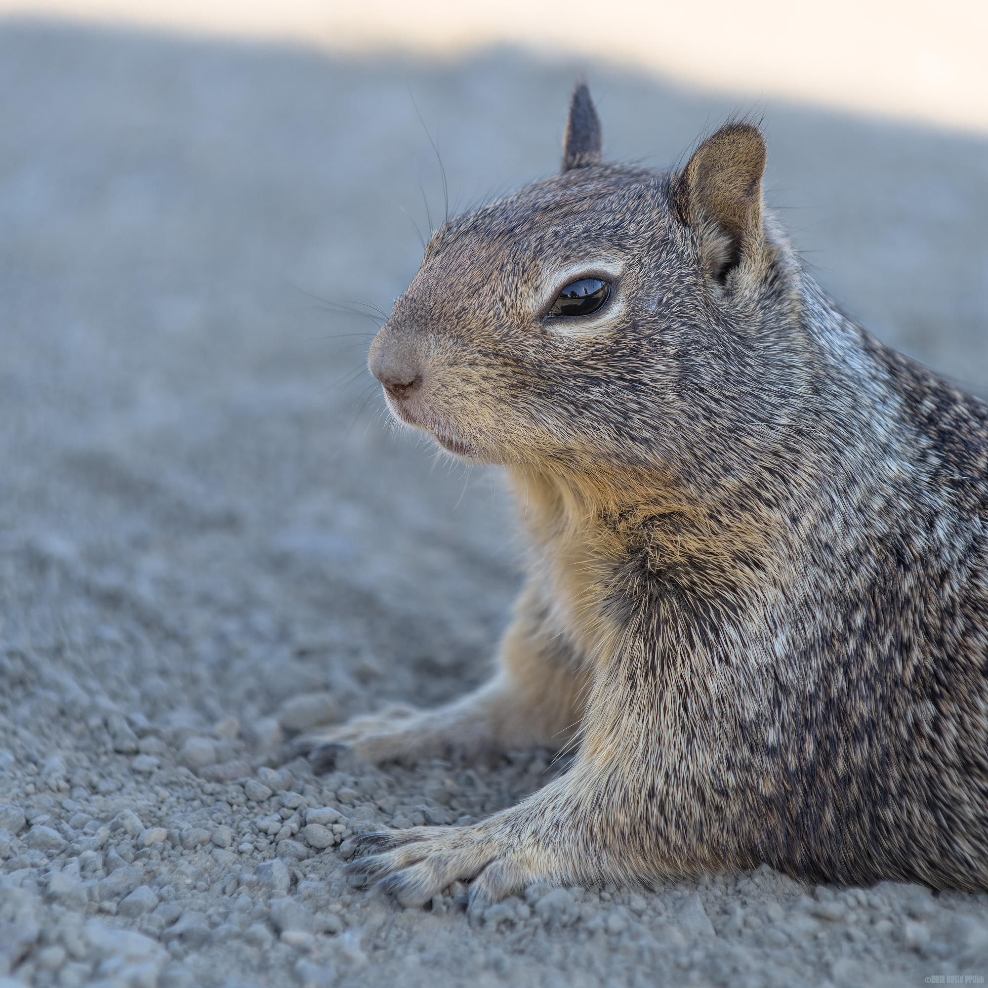Cooling Off In The Shade
