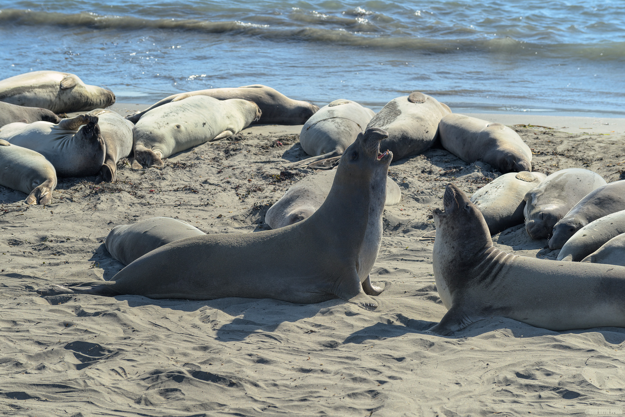 Fighting Over The Girls