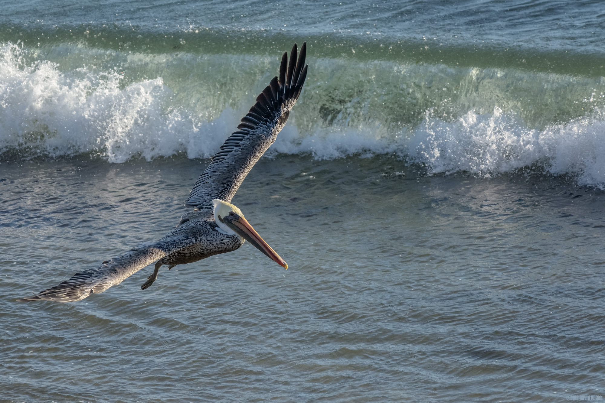 Brown Pelican In Flight