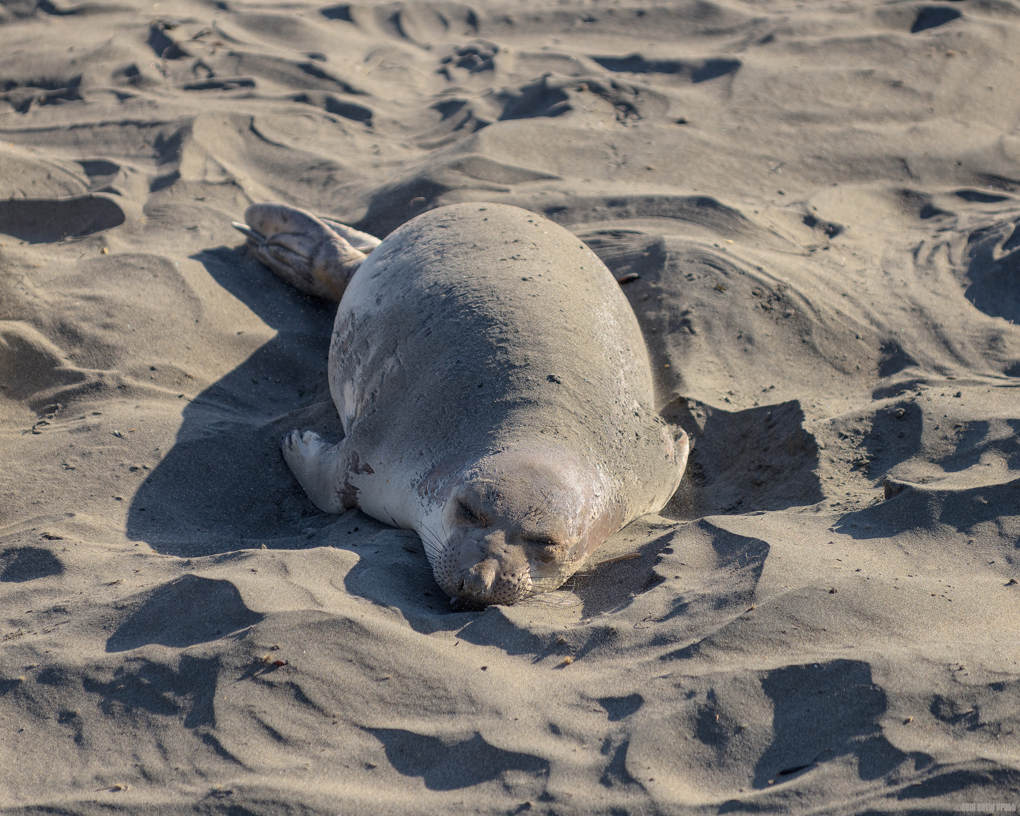 Asleep On The Beach