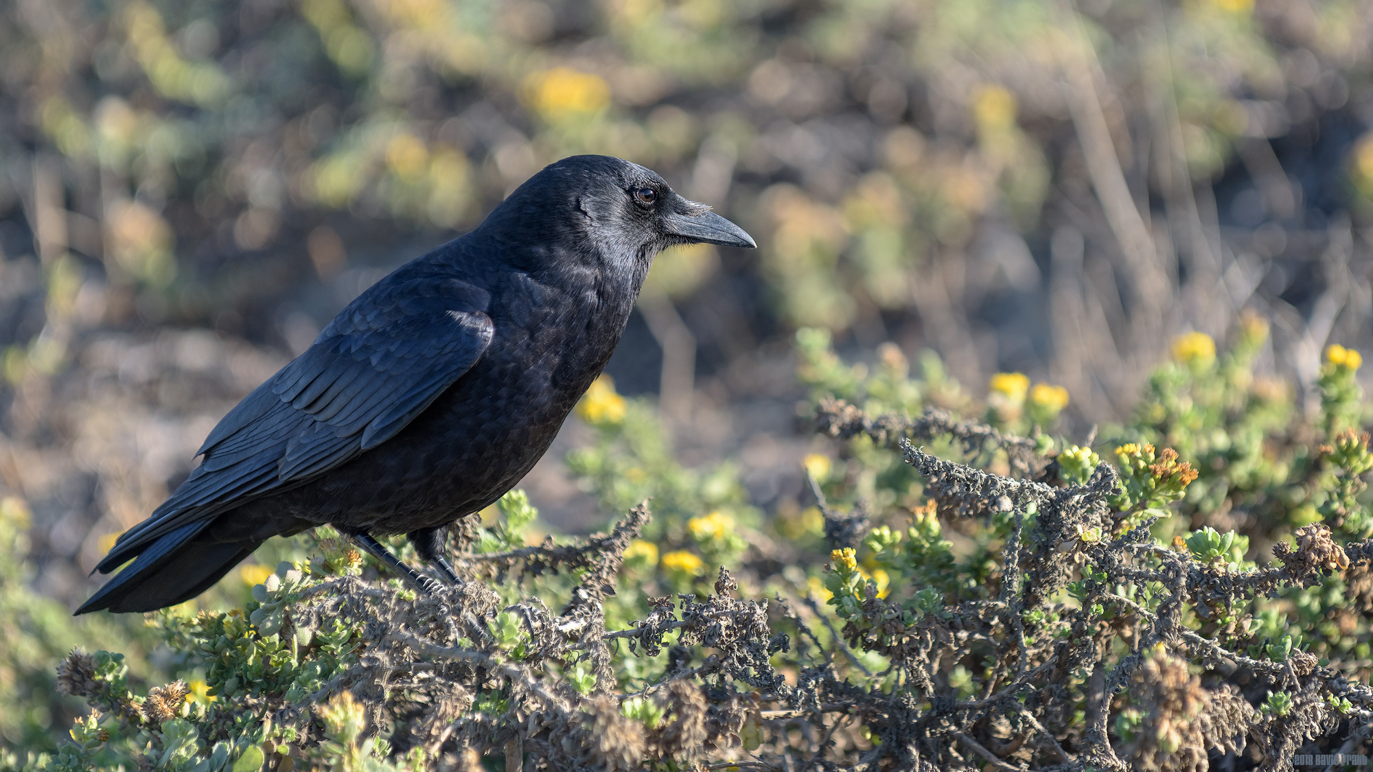 American Crow