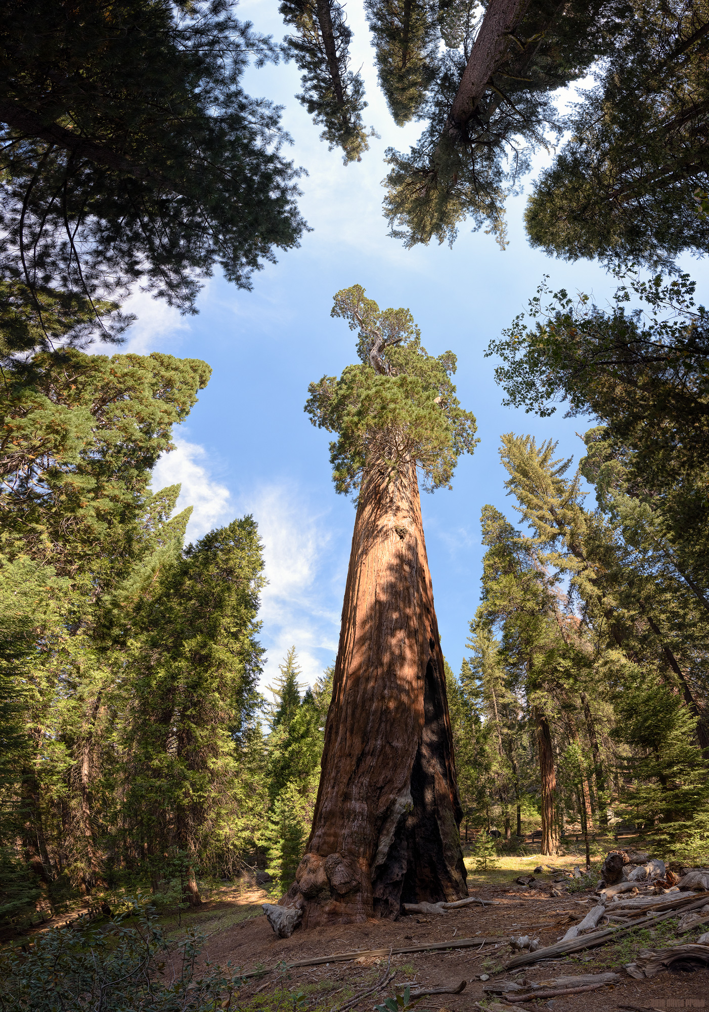 The Nation's Christmas Tree