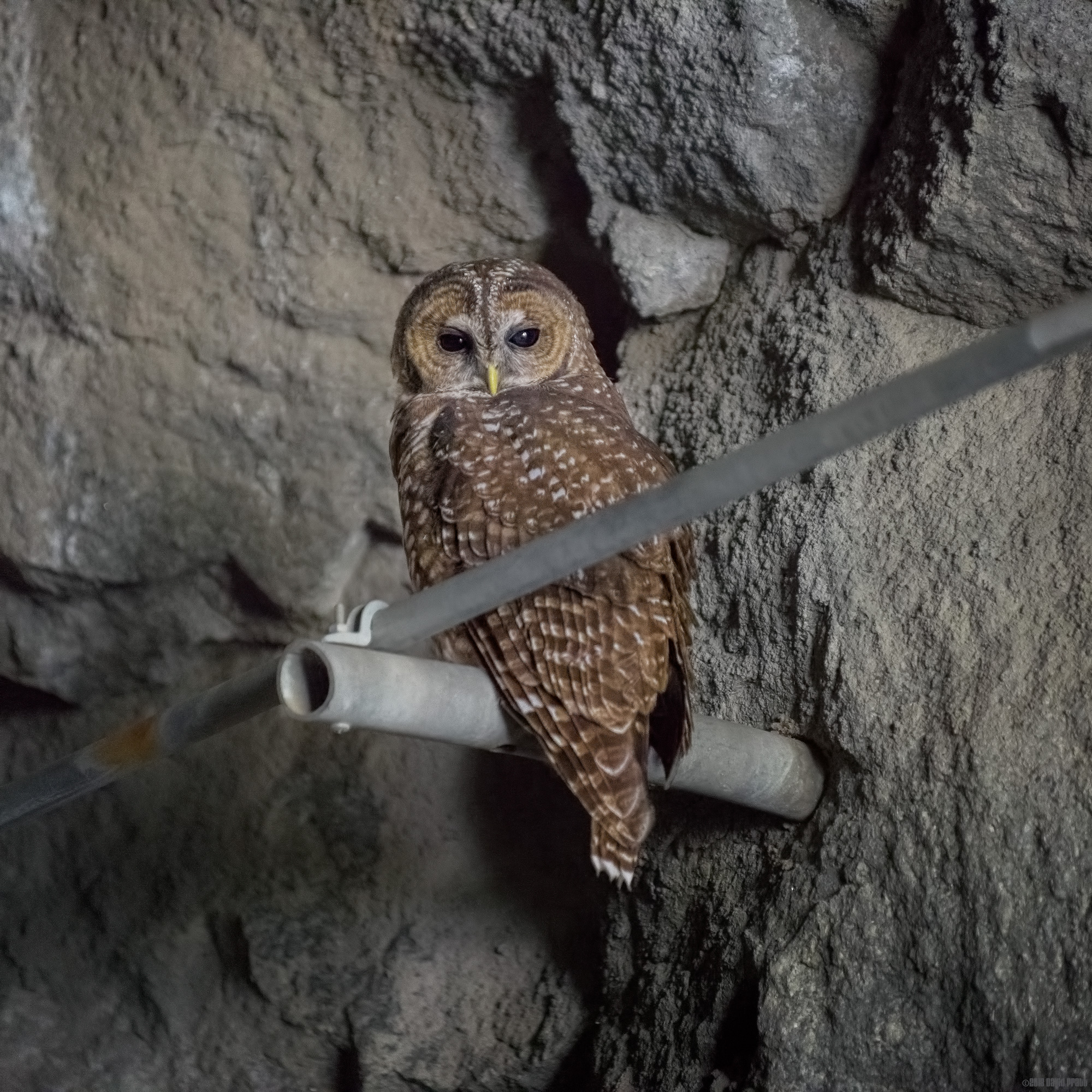 Northern Spotted Owl