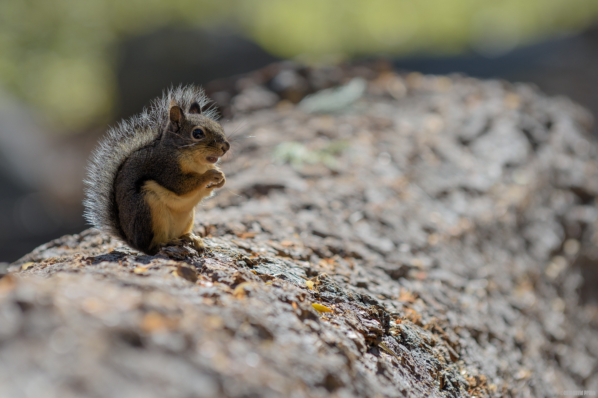 Nibbler On A Log