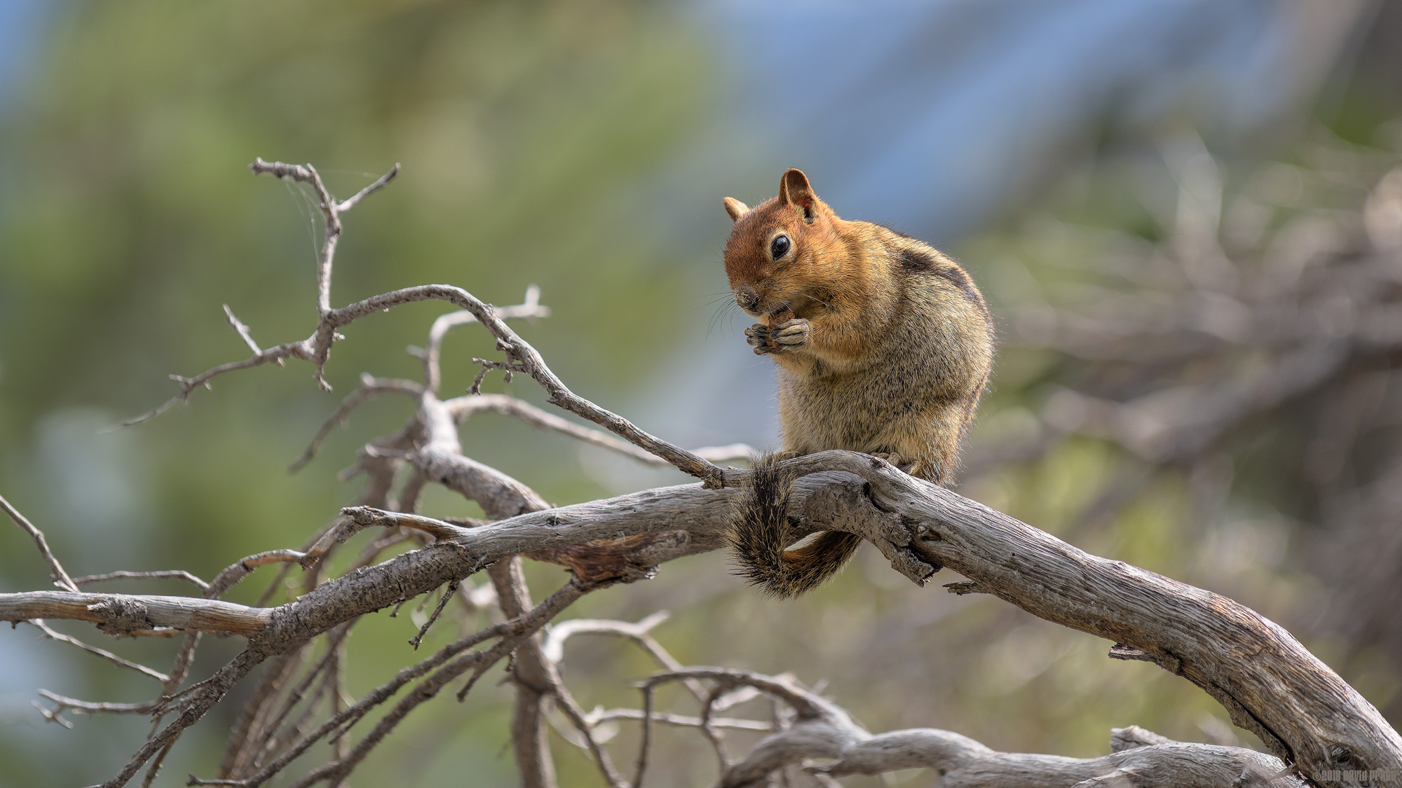 Yellow-pine Chipmunk