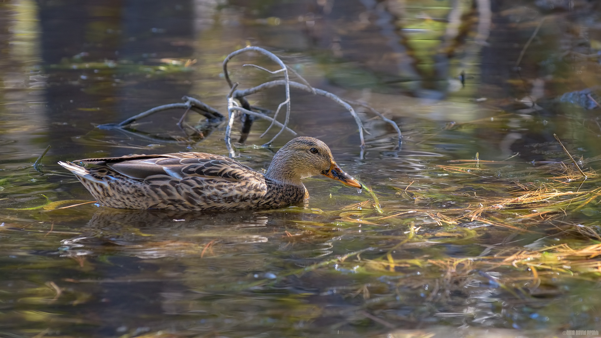 Duck On Reflection Lake