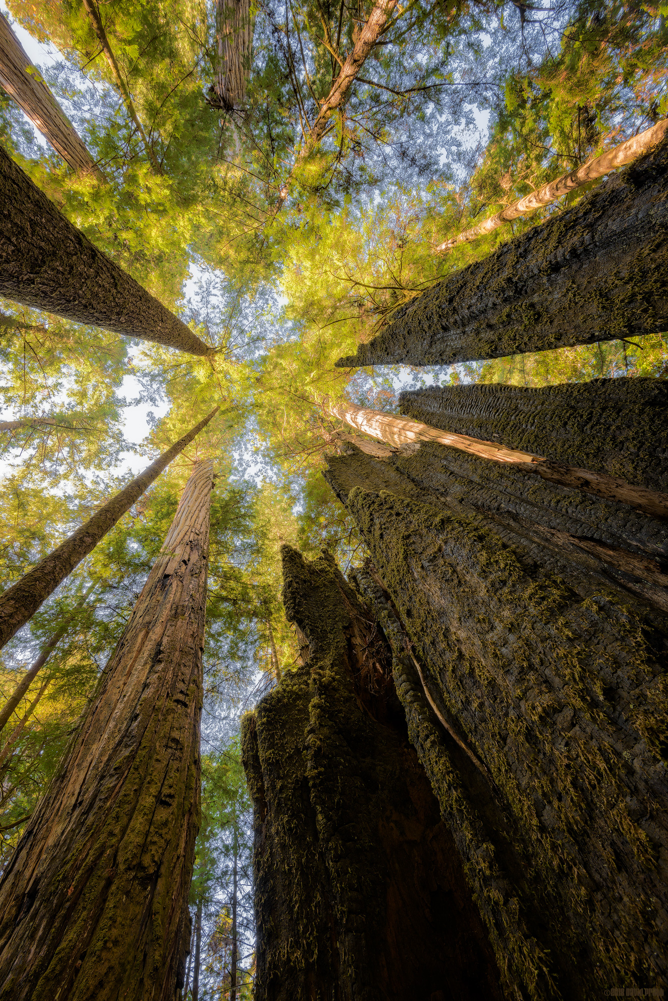 Reaching For The Light