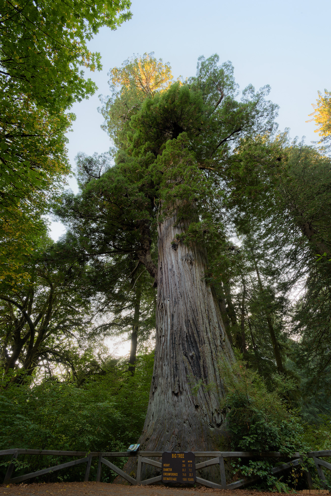 The Last Rays Of Sun Strike The Big Tree