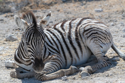Foal At Rest