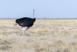 Ostrich In The Open