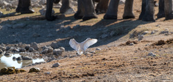 Landing Near The Elephants