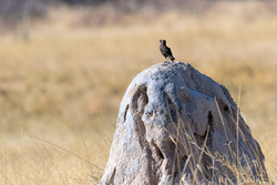 Ant-eating Chat