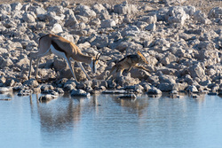 Springbok Chasing Off A Jackal