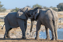 An Elephant Hug