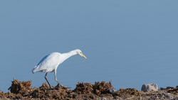 Great Egret At The Waterhole